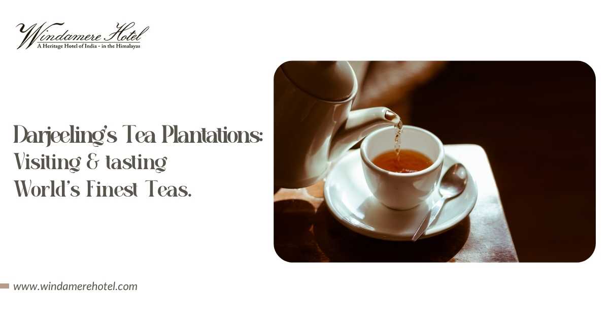 Darjeeling’s Tea Plantations: Visiting and Tasting the World’s Finest Teas