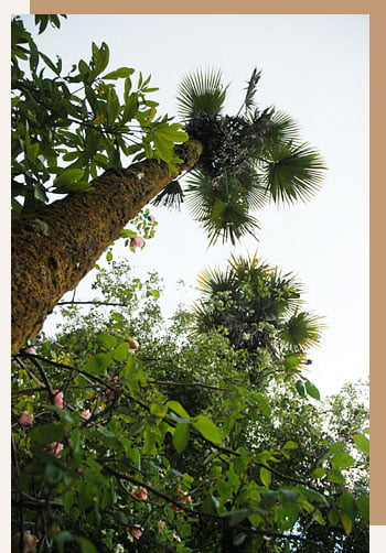 The Windamere Palms - Trachycarpus Latisectus