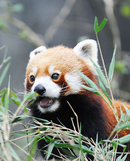Himalayan Zoological Park