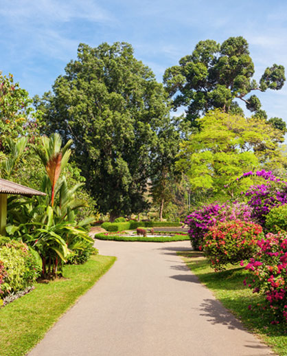 Lloyd-Botanic-Garden-Darjeeling